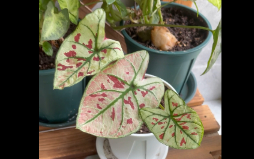 室内绿植—茹雪彩叶芋