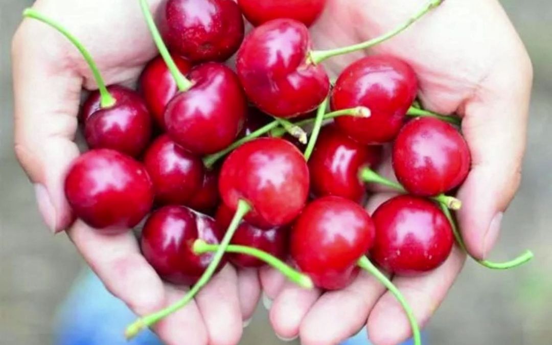 "三个运城"农业品牌之绛县大樱桃