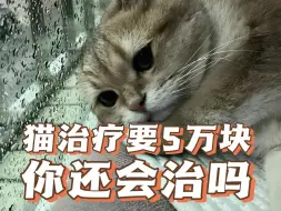 下载视频: 没想到养猫后会有一天绝望