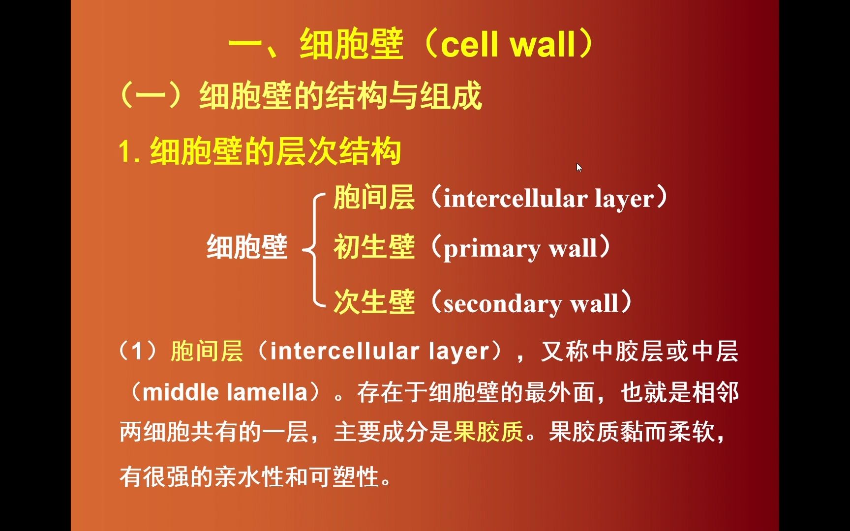 细胞壁植物细胞图片