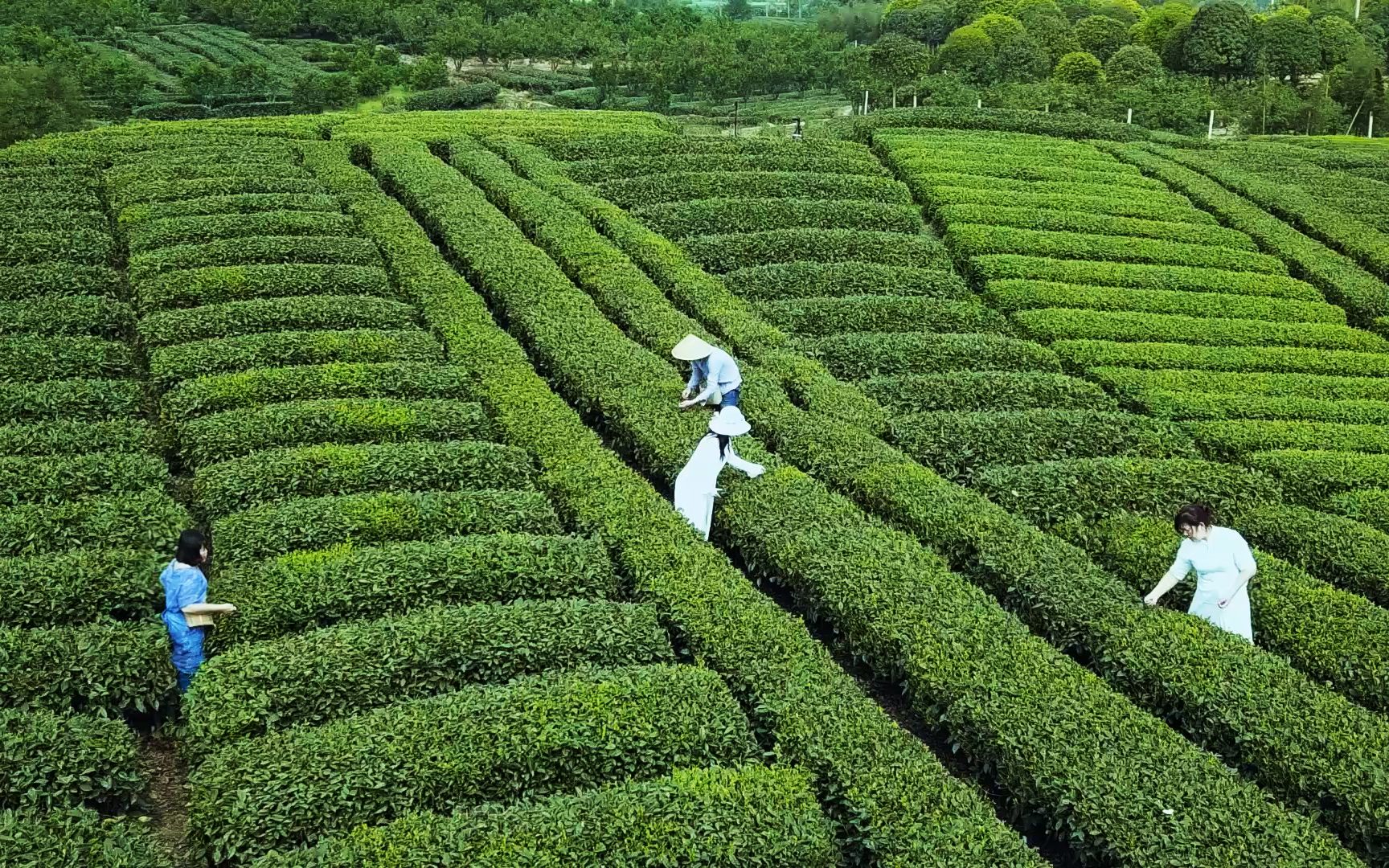 来王师傅家的茶园采茶,他们这里的茶园1亩1年可以收入多少钱哔哩哔哩bilibili