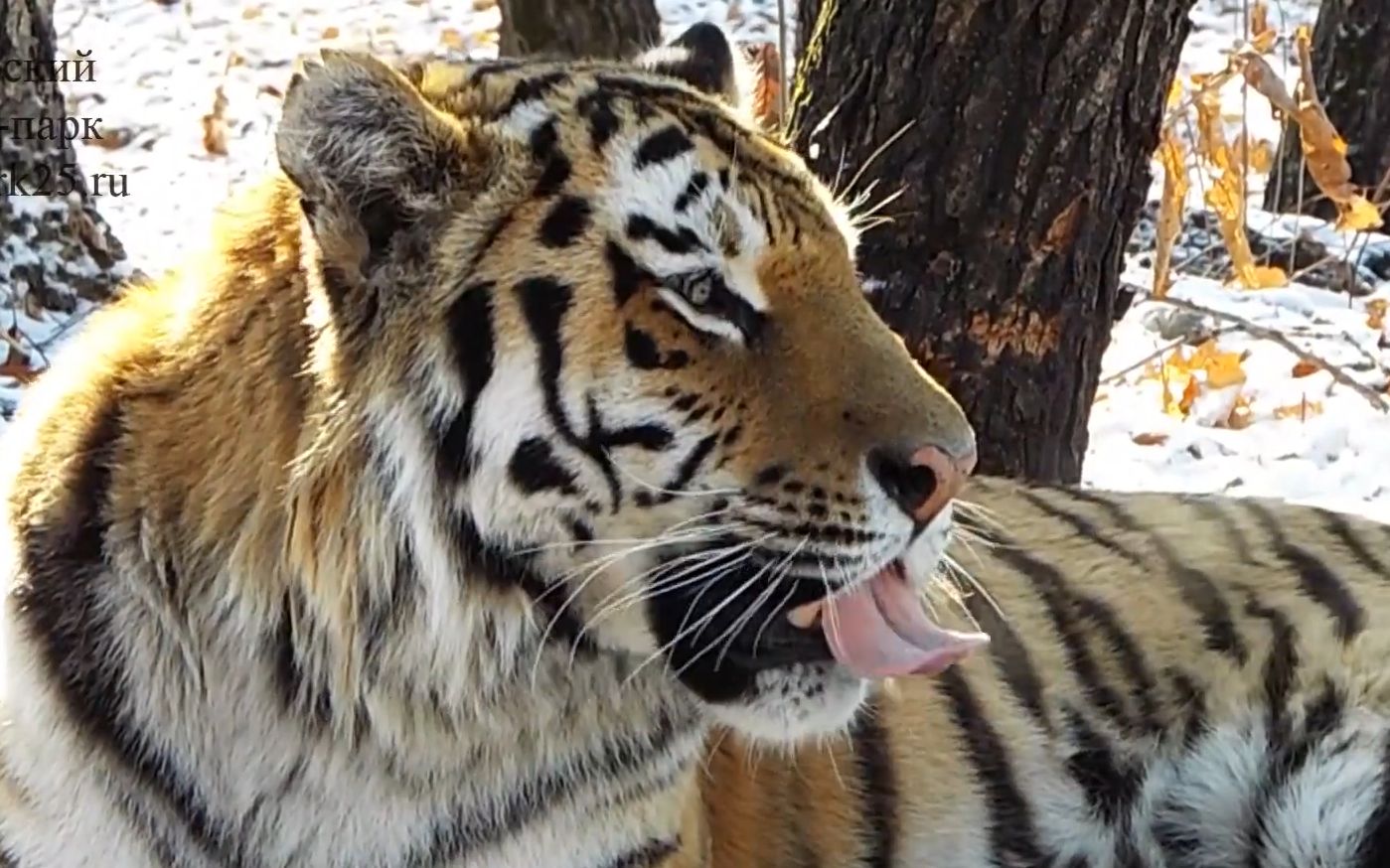 东北虎阿穆尔右脸的标志性条纹酷似数字14