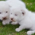 给出生三周的小白狮子拍摄写真【回忆】