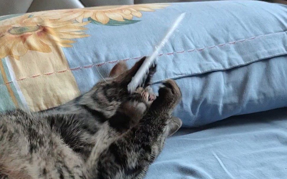 一只猫扛着金箍棒图片