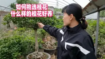 Tải video: 新手花友必学：如何挑选健康桂花，避免半年就养死