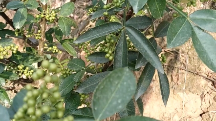 城北大叔现身解说农业花椒树种植小技巧,吃饭不忘耕种人,五一劳动节快乐哔哩哔哩bilibili