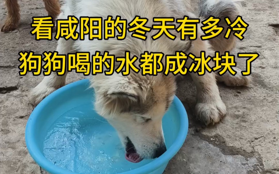 狗狗舔冰水喝哔哩哔哩bilibili