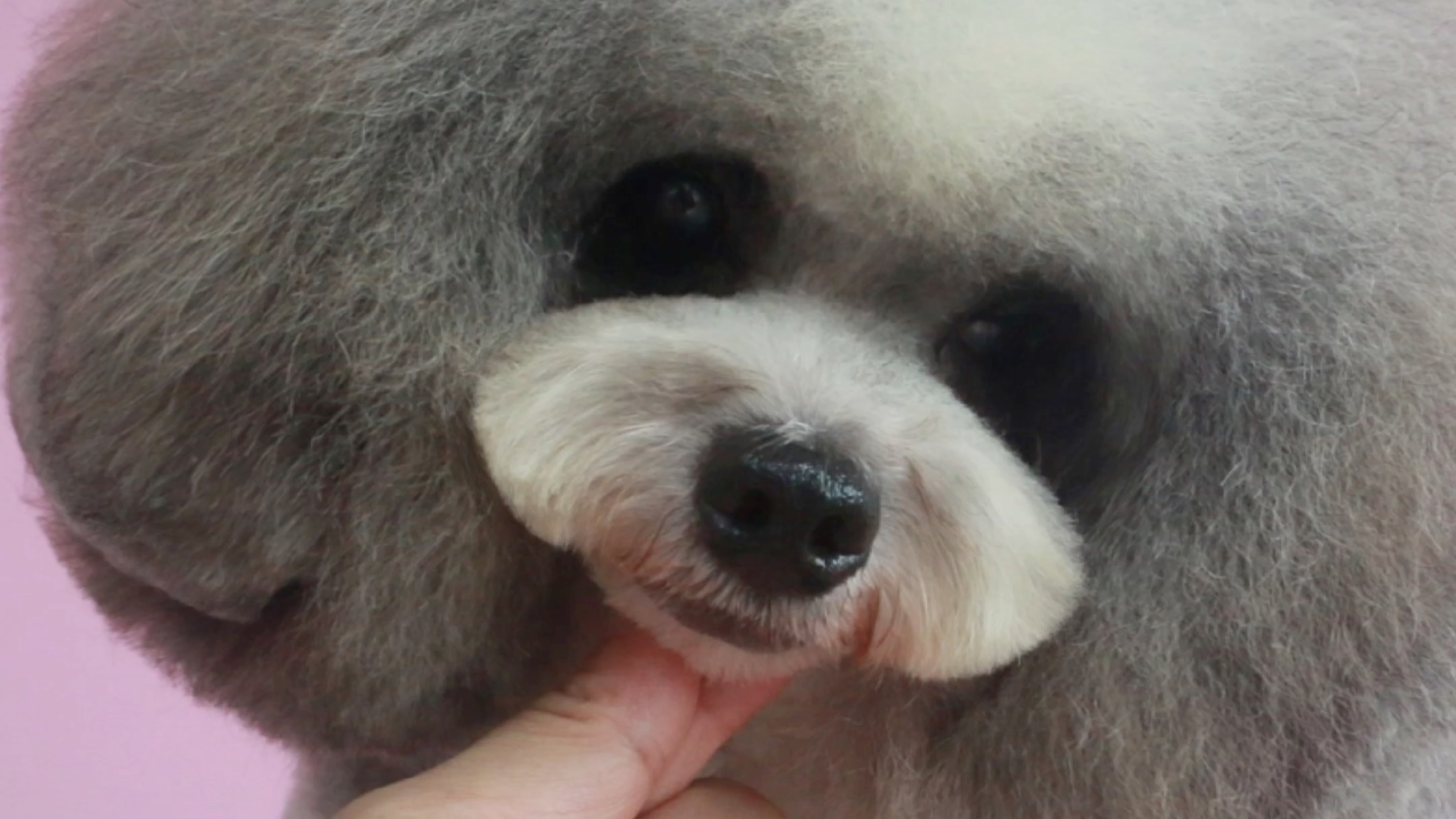 最新学员作品,萌系贵宾造型新鲜出炉哦