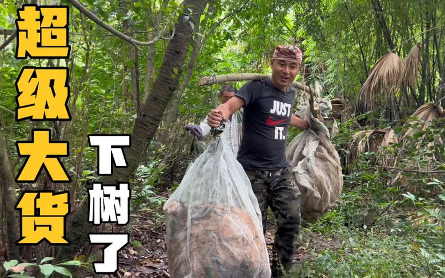 七里蜂巢又大又圆挂在树尖上,拐哥录下全过程,大家猜猜有多重哔哩哔哩bilibili