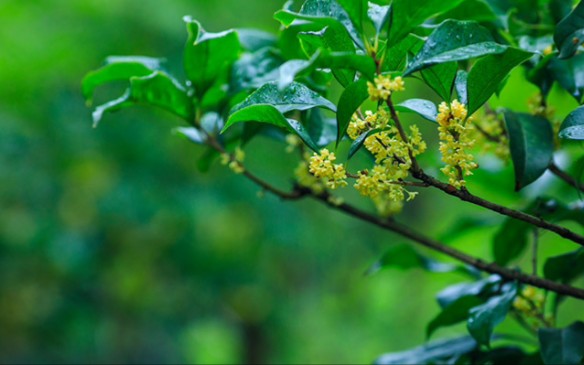 《鹧鸪天ⷦႨŠ𑣀‹李清照——何须浅碧深红色,自是花中第一流哔哩哔哩bilibili