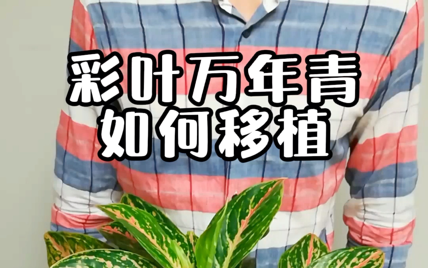 彩叶万年青如何移植哔哩哔哩bilibili