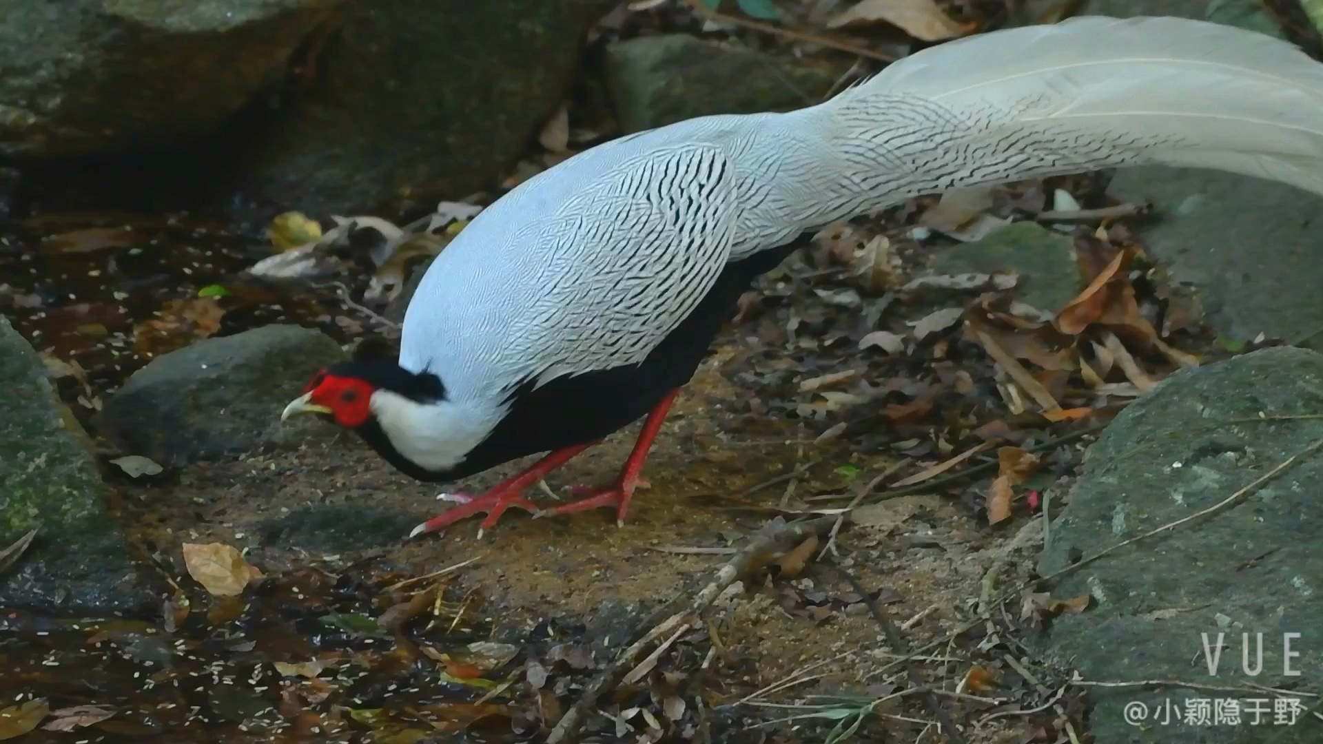 火炉山出没的省鸟白鹇