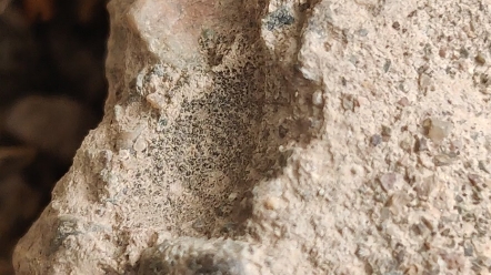 红林蚁?血红林蚁?