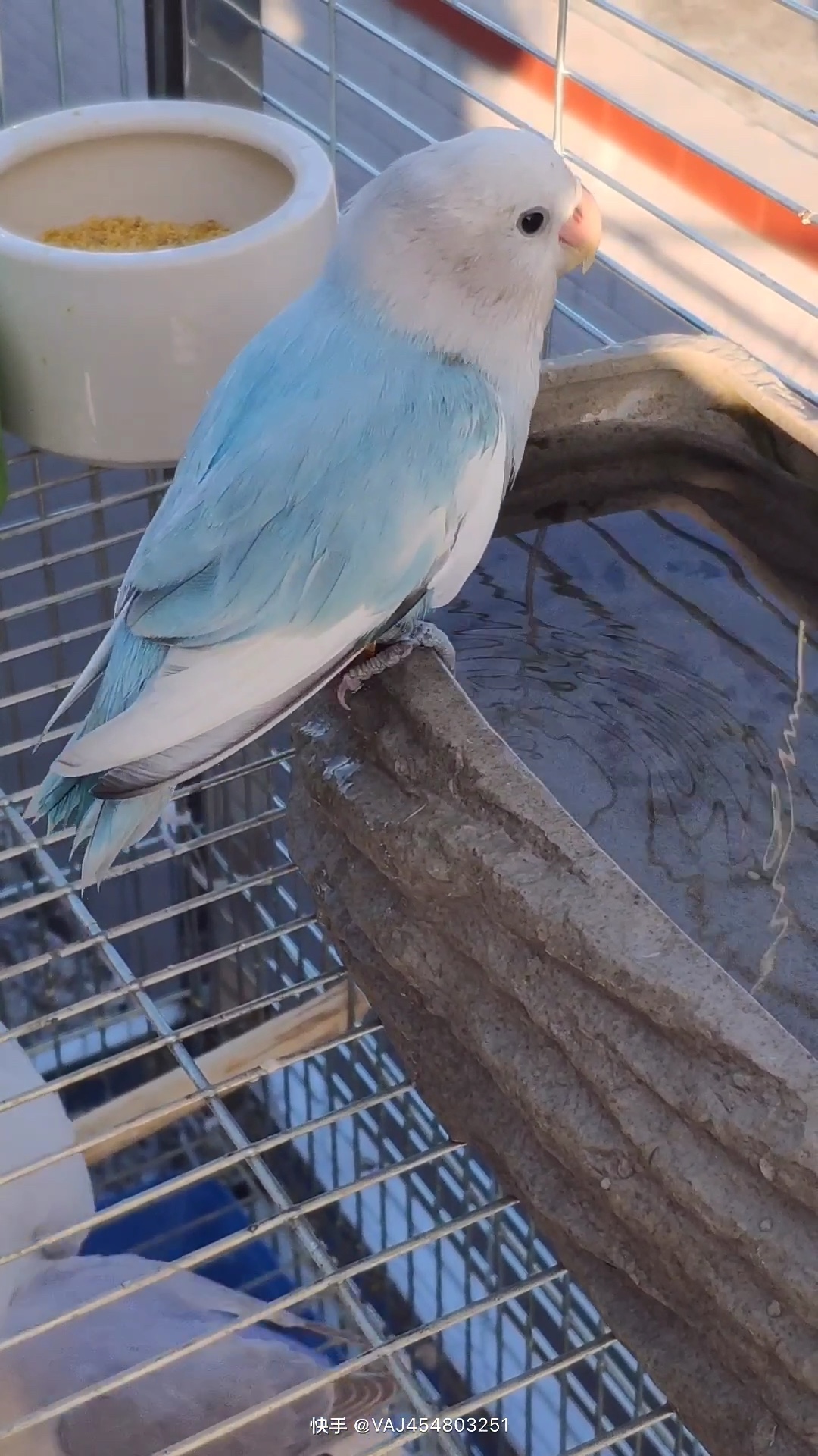 漂亮的面类牡丹鹦鹉,欢迎更多的朋友去了解