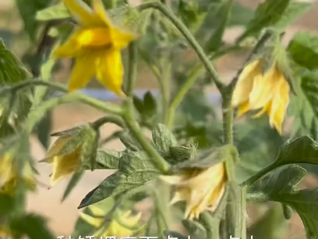 西红柿秧打下来的杈不要扔,栽上了就又能收一茬西红柿!哔哩哔哩bilibili