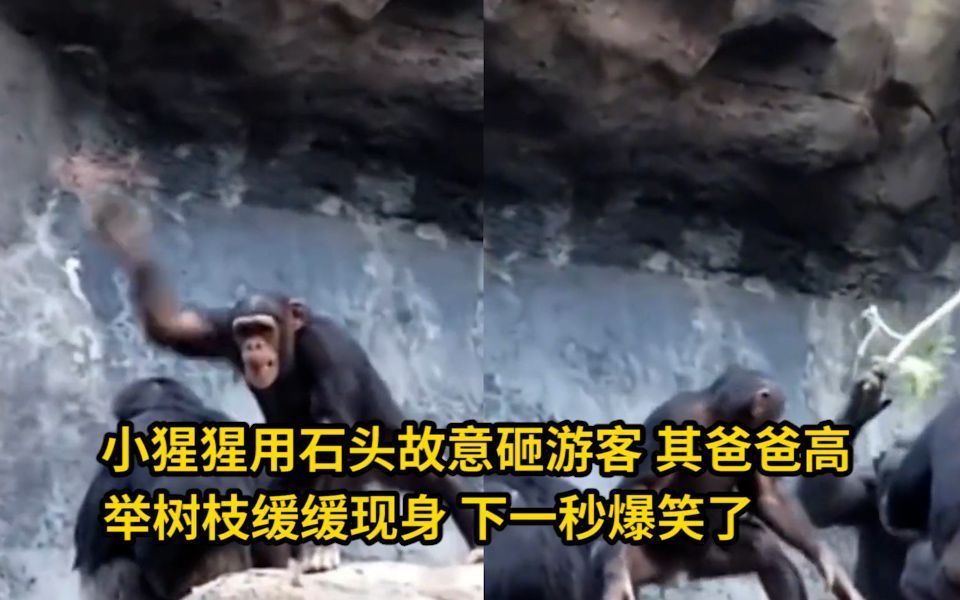 石头故意砸游客,其爸爸高举树枝缓缓现身,下一秒爆笑了:真的比有些人