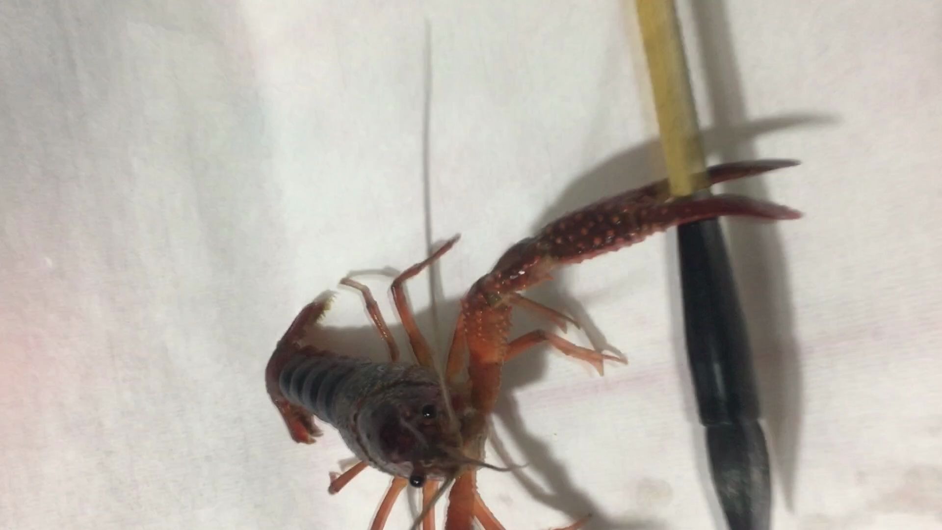 活动作品龙虾精之月光宝盒