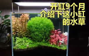 Télécharger la video: 小水草缸开缸9个月啦，还算漂亮，介绍下里面的无菌杯水草