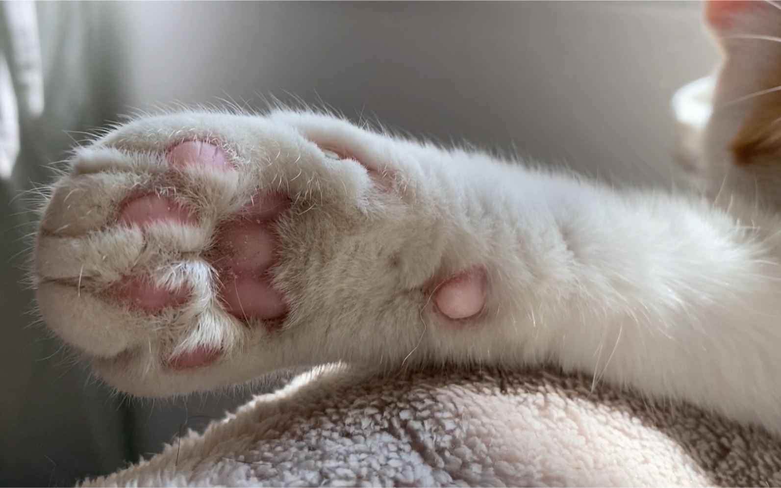 【辛巴】刚洗好的肉垫,来一口吗?