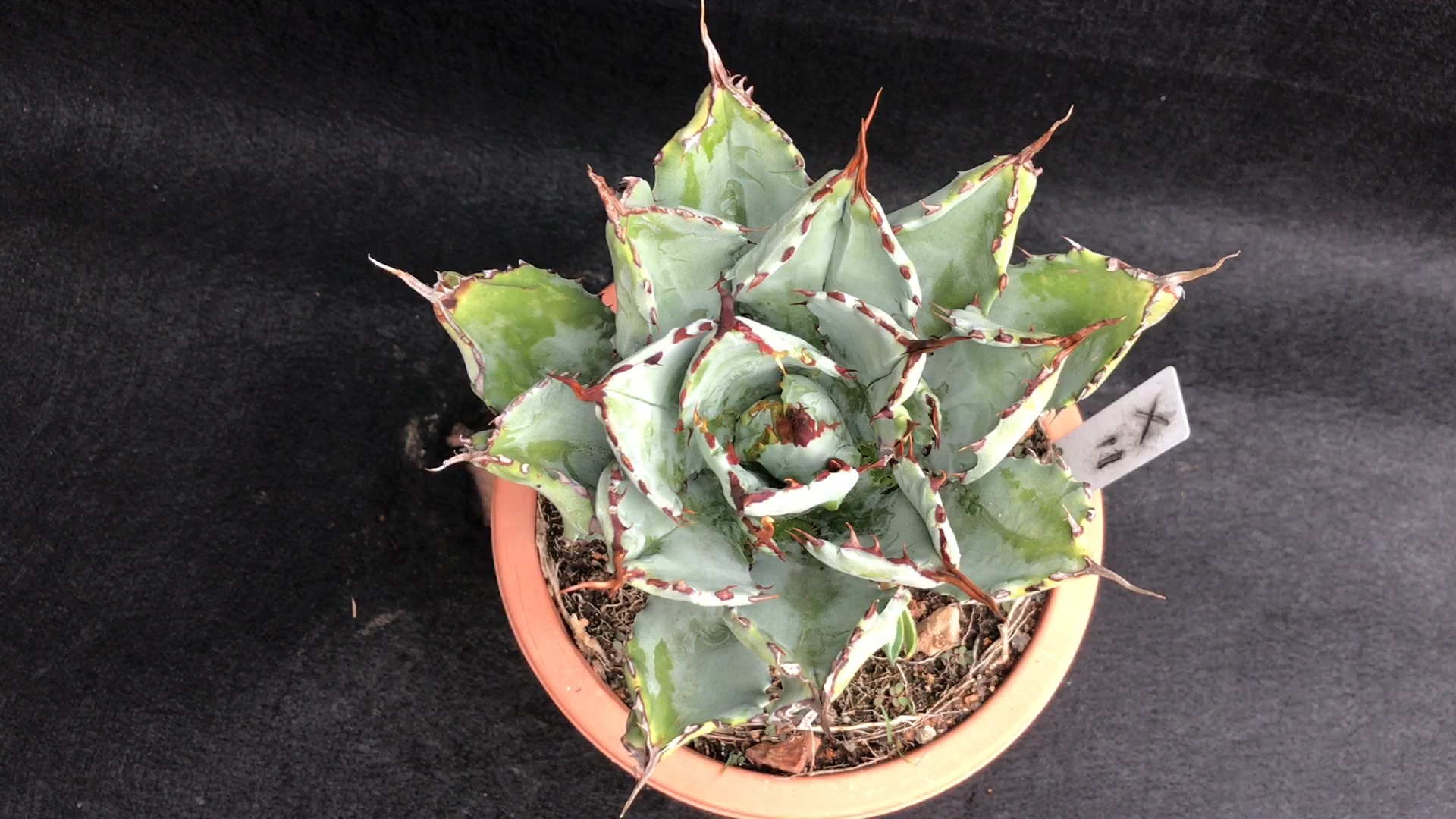 龙舌兰植物#贝壳龙(老桩)_哔哩哔哩_bilibili