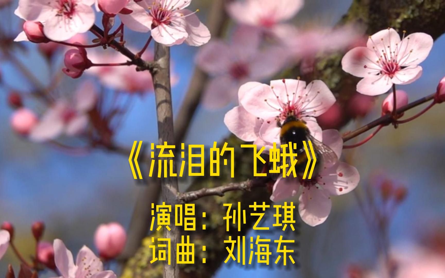 [图]《流泪的飞蛾》完整版MV，原唱孙艺琪，网络经典伤感歌曲，唯美金曲热歌