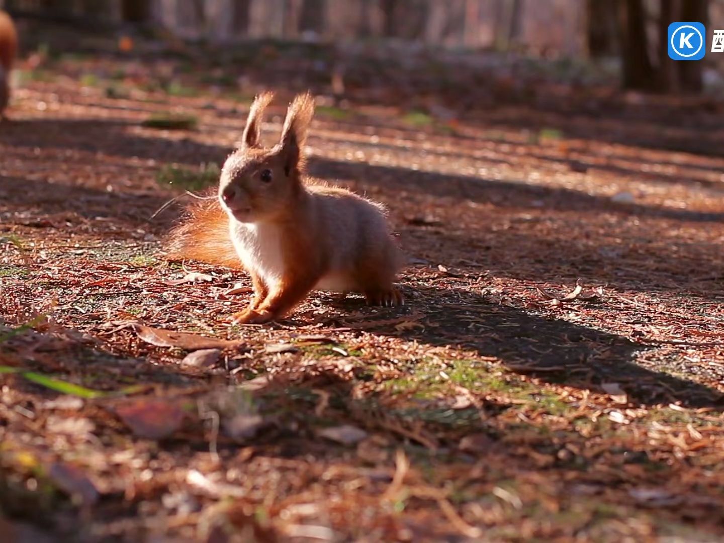 leo rojas - der letzte mohikaner