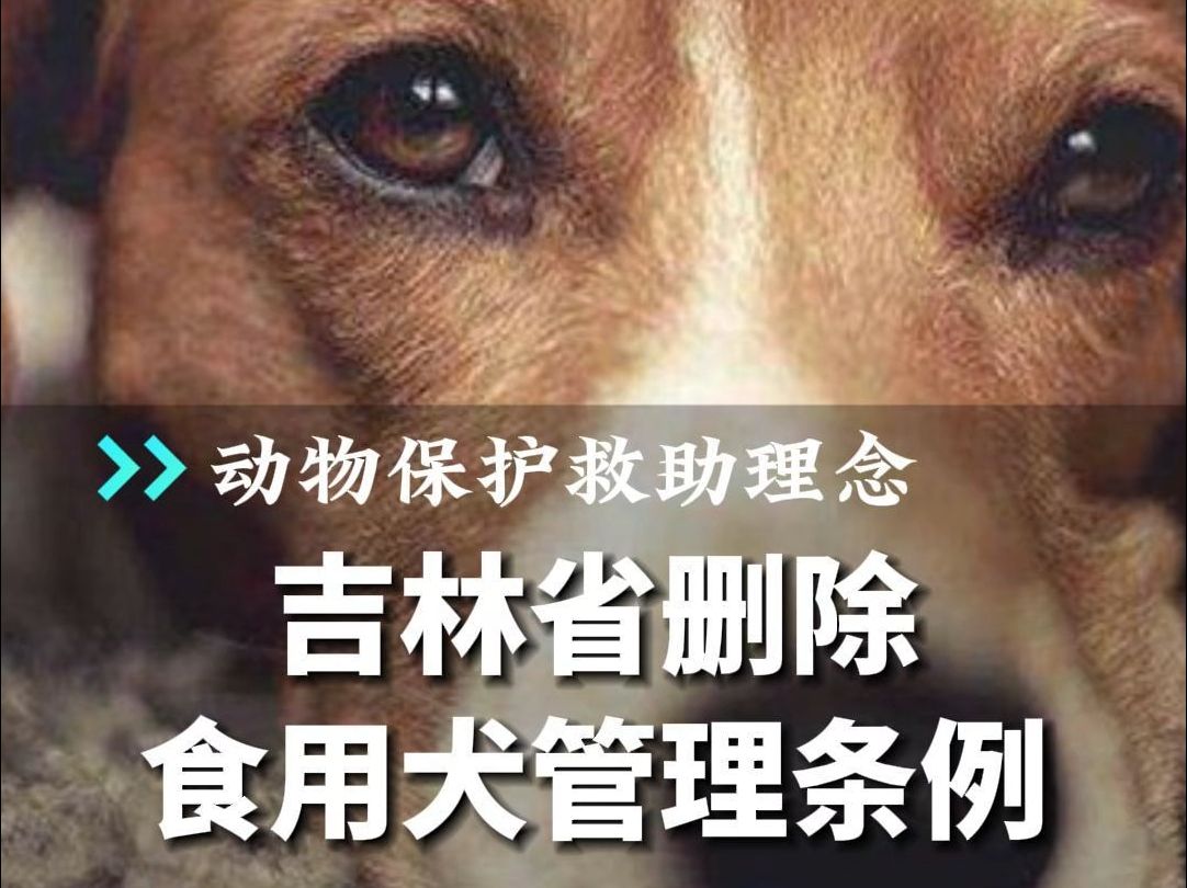 吉林省将“食用犬”从《吉林省畜禽屠宰管理条例》中删除哔哩哔哩bilibili