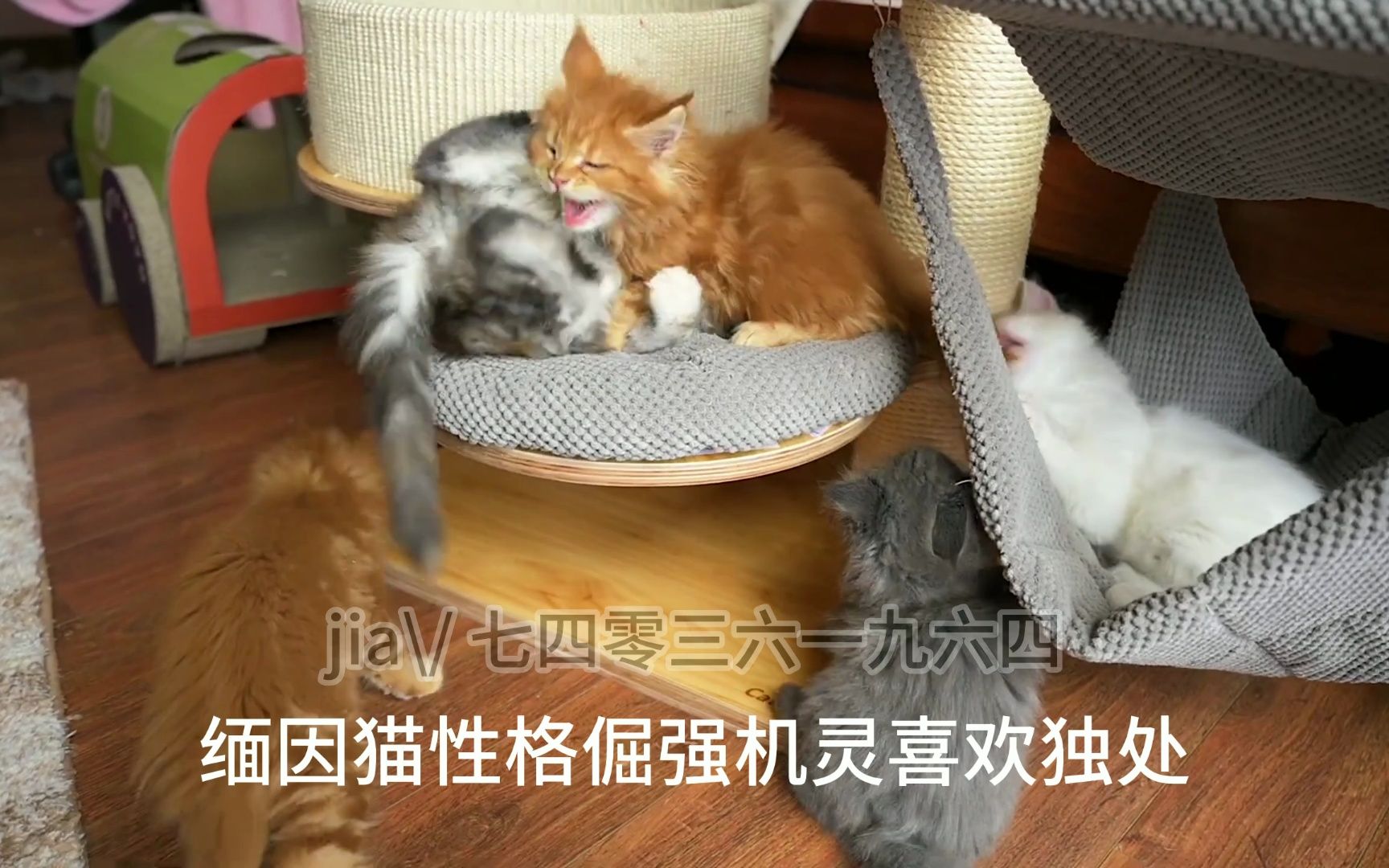 缅因猫能长多大哔哩哔哩bilibili