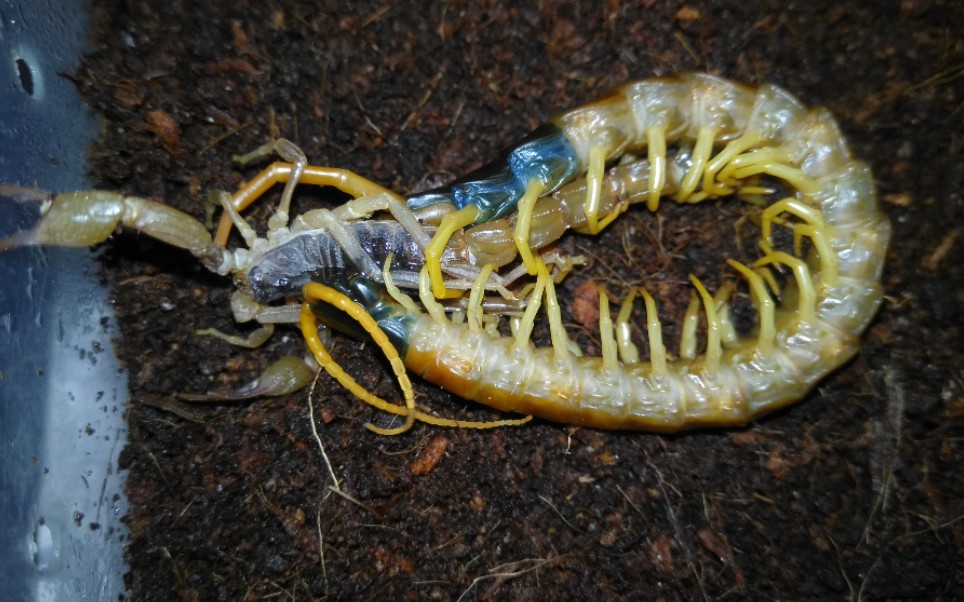 北美英雄蜈蚣嘬东亚_哔哩哔哩 (゜-゜)つロ 干杯~-bilibili