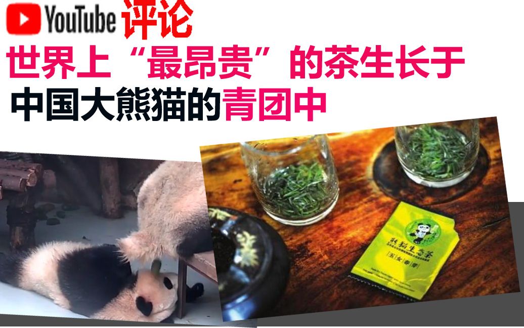 youtube网友评论世界上最昂贵的茶生长于中国大熊猫的青团中