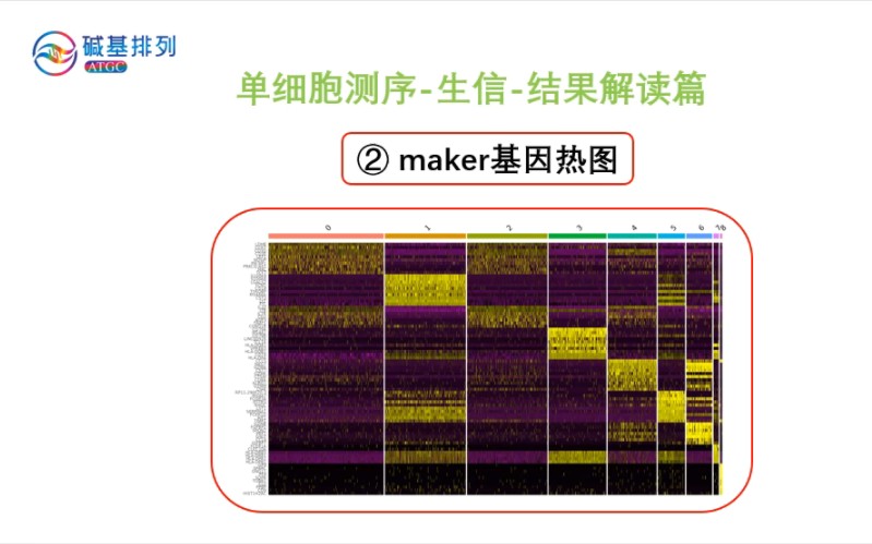 单细胞测序生信结果解读标记基因热图哔哩哔哩bilibili