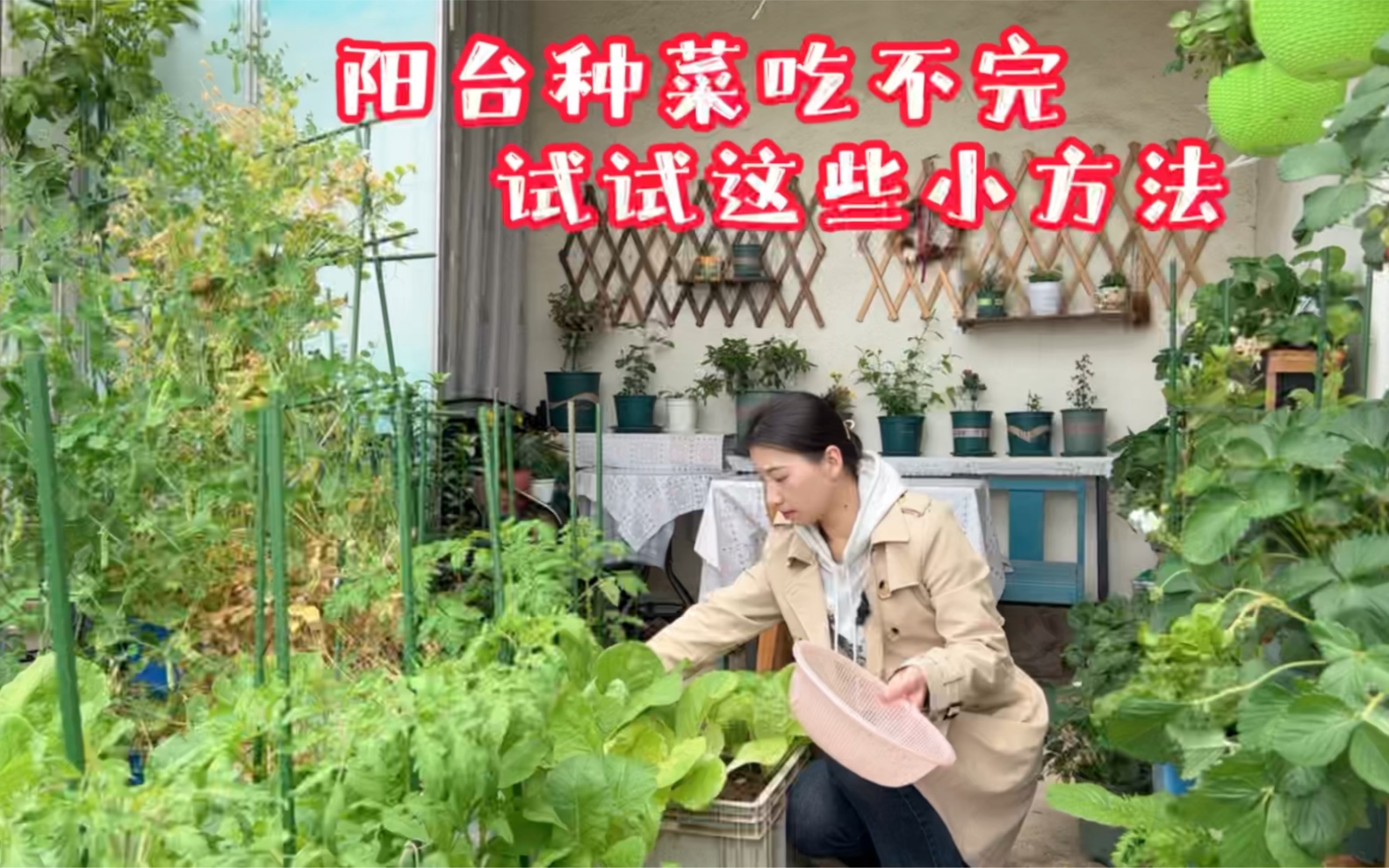 [图]阳台种菜，试试这样种植和采摘，蔬菜一茬一茬吃不完