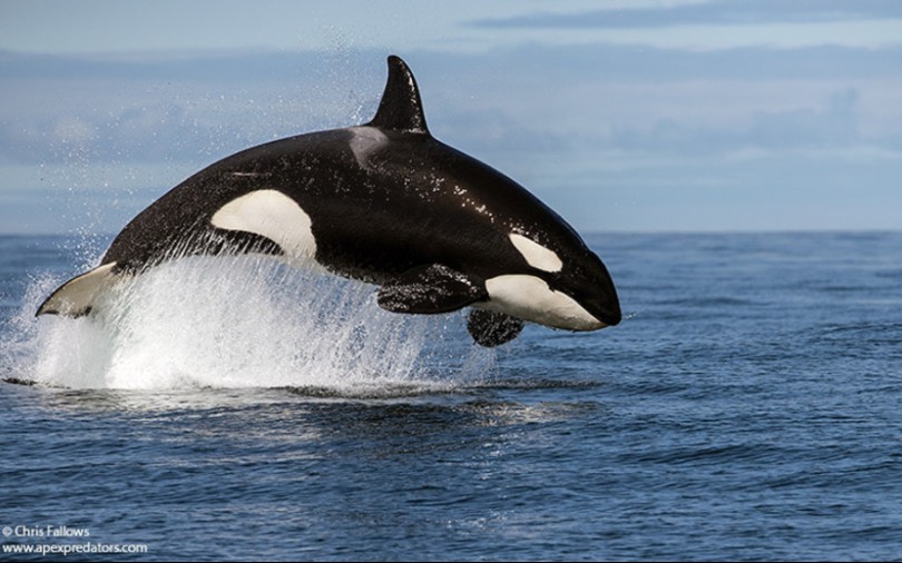 西澳大利亚——虎鲸捕食两头喙鲸_哔哩哔哩 (゜-゜)つロ 干杯~-bili