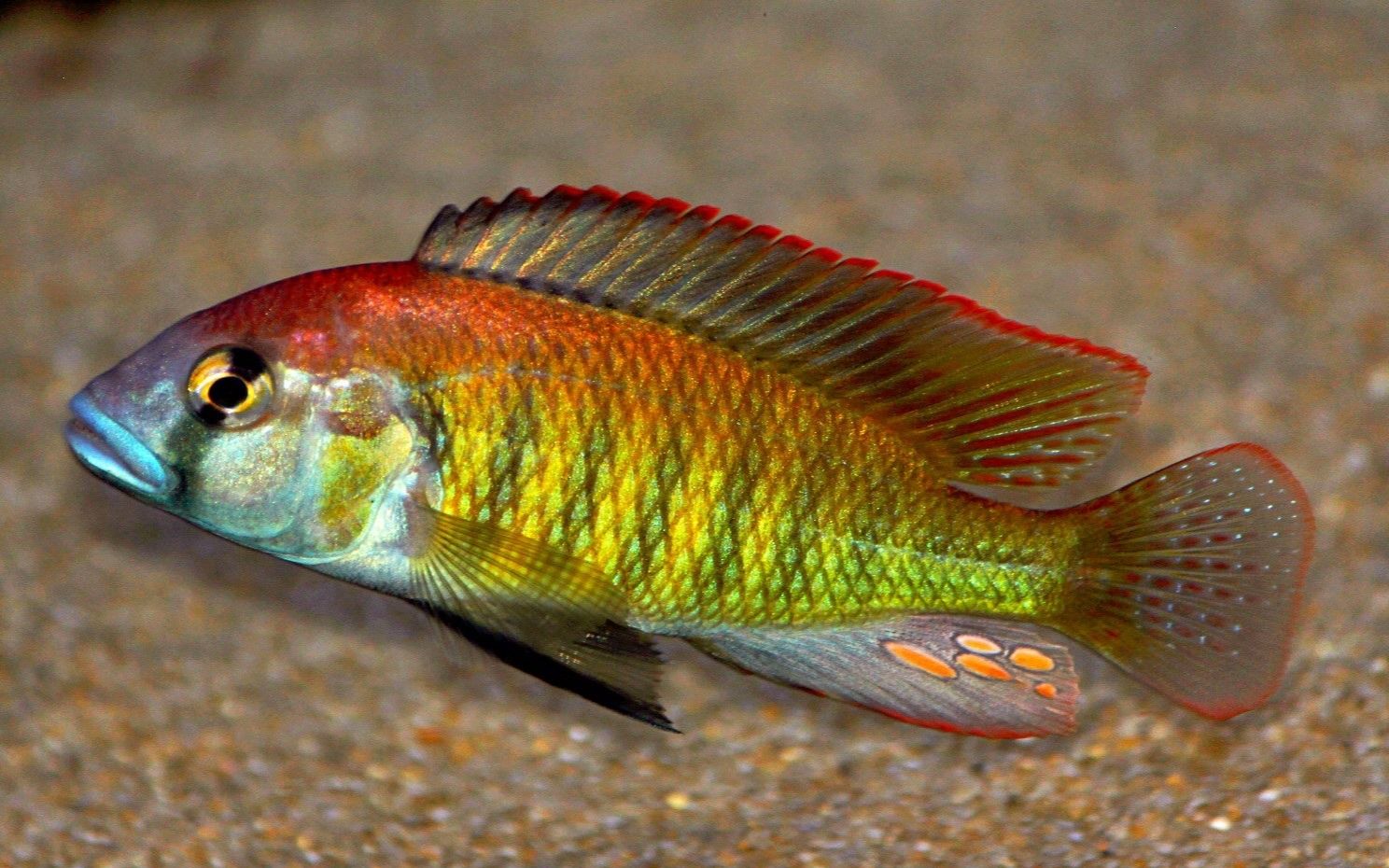 【野生】大咽朴丽鱼维鲷三湖慈鲷热带鱼观赏用原生鱼