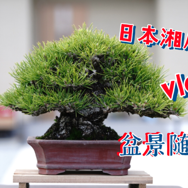 日本湘風園采购随拍，顶级小品黑松盆栽展示。