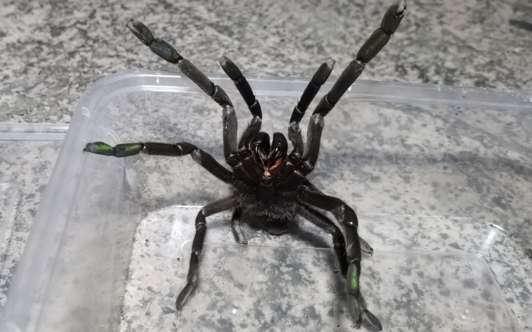 活动作品挑逗超暴躁的凶猛大蜘蛛荔波缨毛