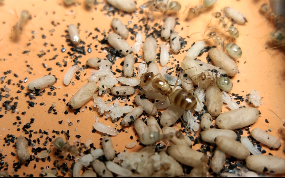 给淡色箭蚂换了个巢,最近出了不少裸蛹