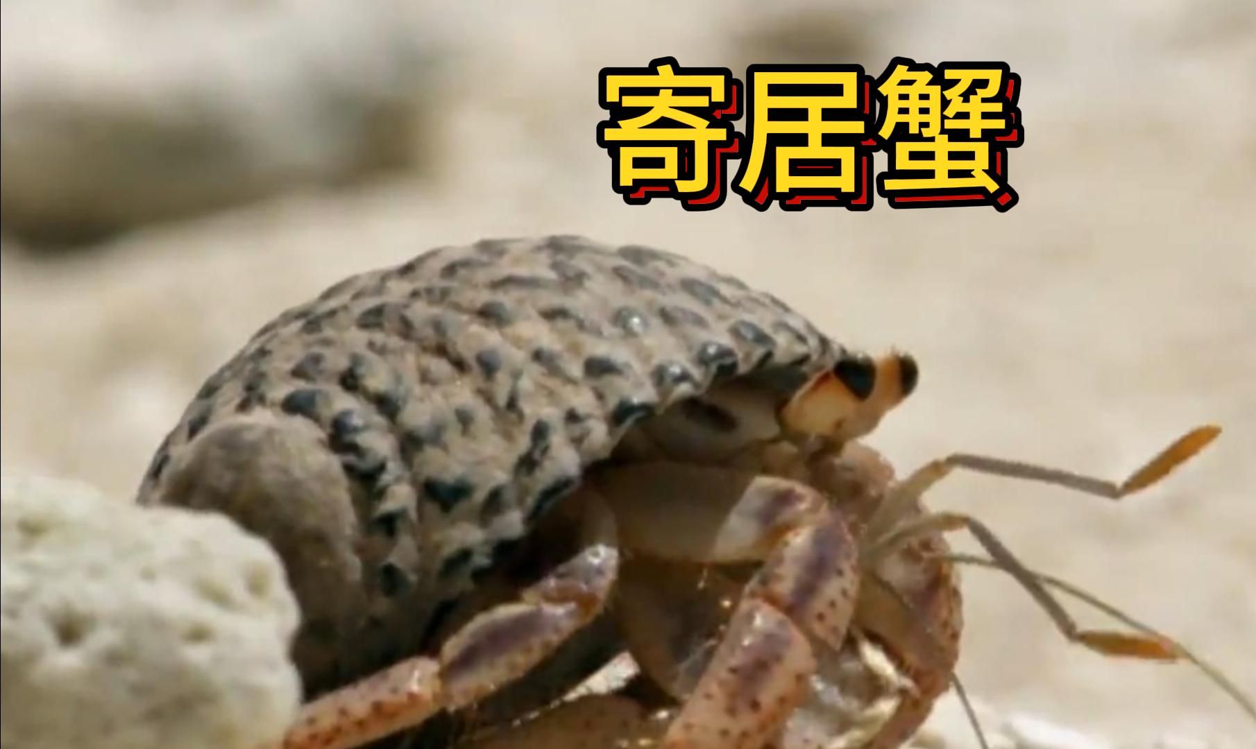 寄居蟹的二手房交易市场