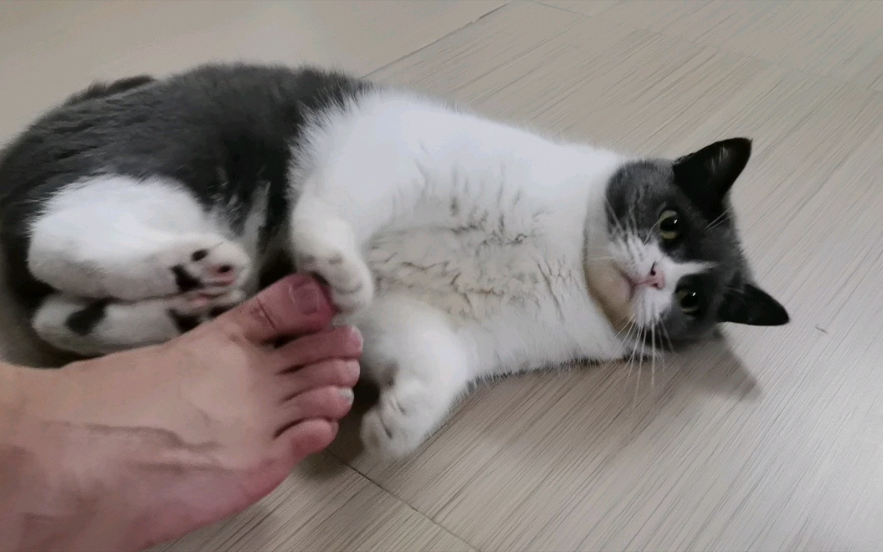 小猫咪会挠我吗