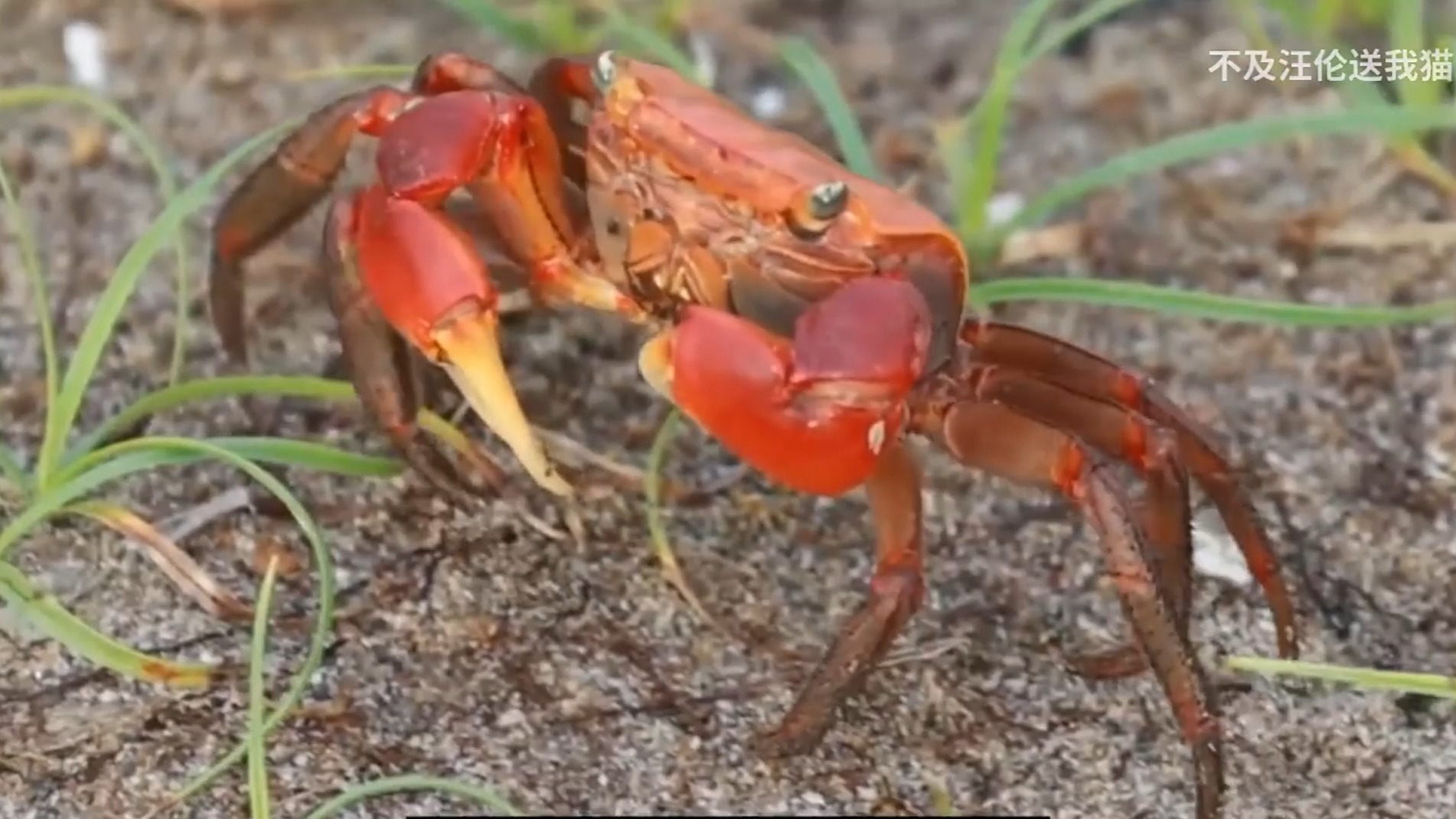 螃蟹走路参考3