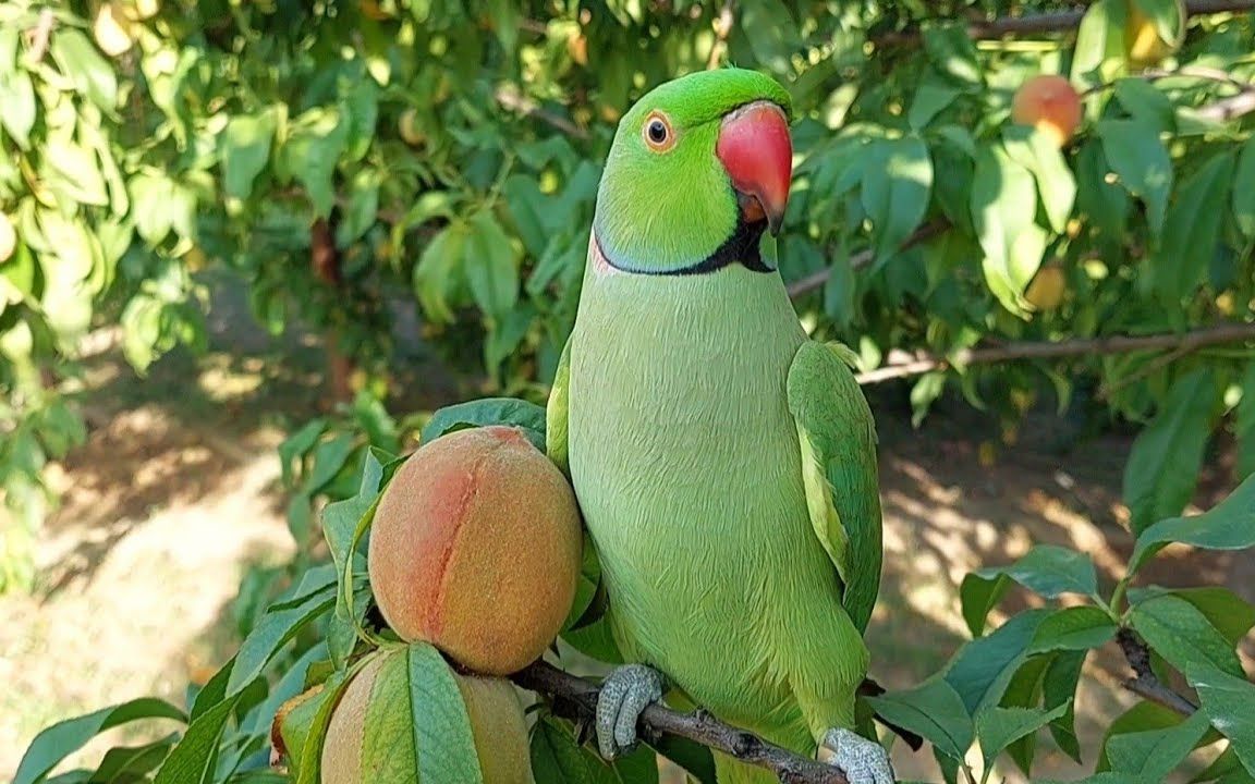 【小鸟】可爱的鹦鹉直接吃着树上的新鲜桃子
