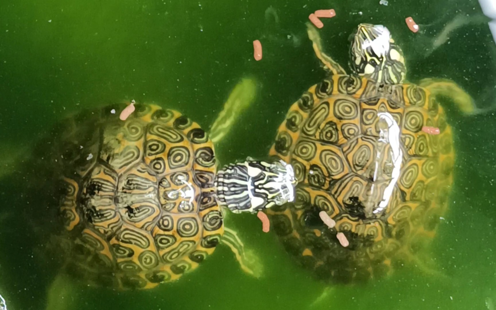 格兰德伪龟23年4月喂食记录