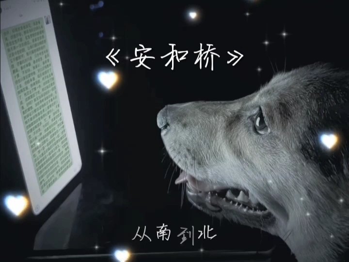 安和桥的前奏一响,路边的狗都有遗憾