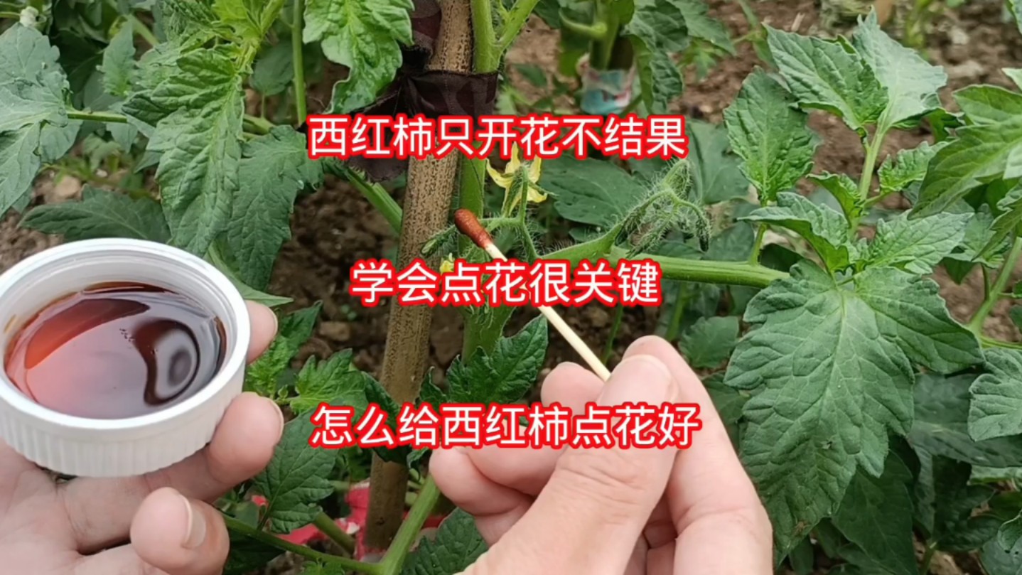 为啥有的西红柿需要点花?怎样点花好?这样做西红柿结的多个头大
