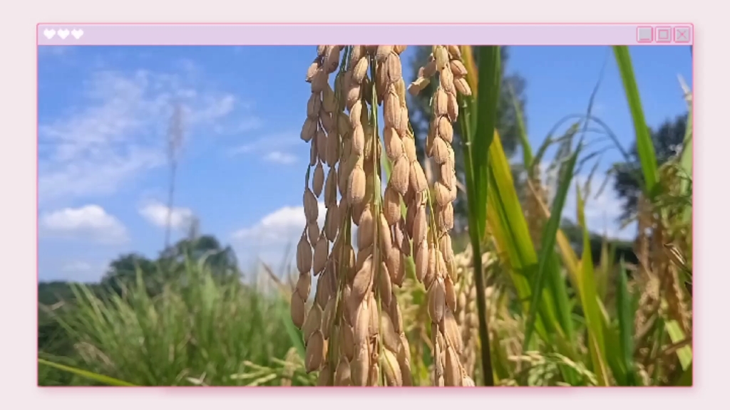 [图]春种一粒粟，秋收万颗子。农村的朋友请回避，剩下的朋友们，你知道这是什么吗？