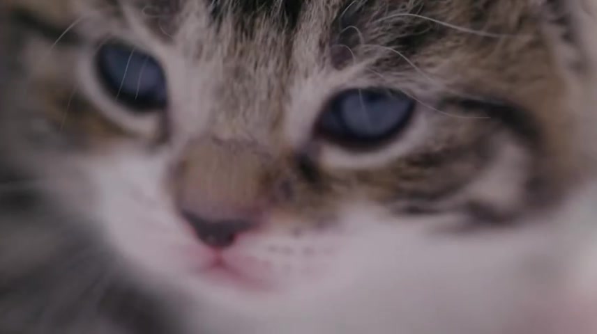 [图]猫咪眼中的世界 Our World in Cat's Eyes