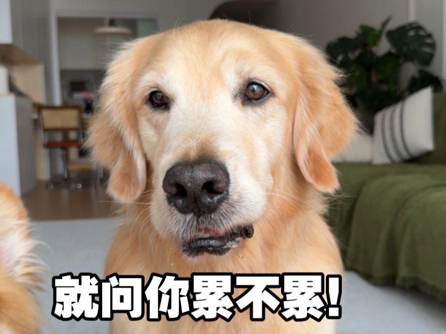 沉浸式体验90后养狗人的周末生活！！