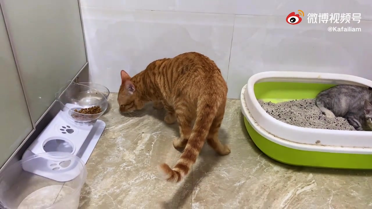 橘猫英短吐司串串哔哩哔哩bilibili