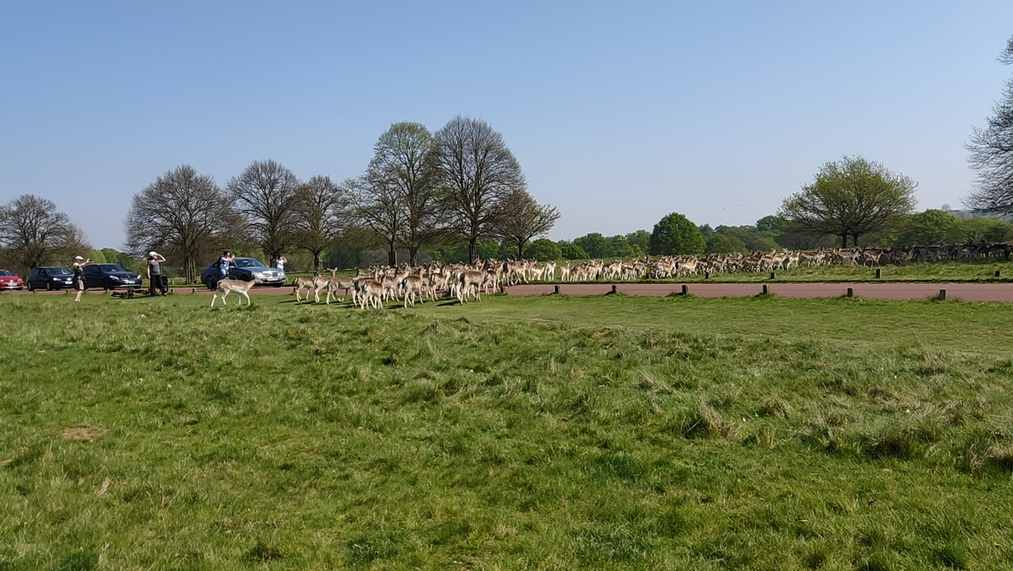 晴天的里士满公园,一大群小鹿