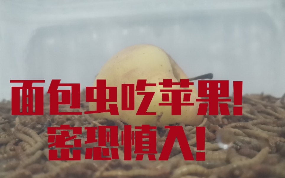 【面包虫】实拍面包虫吃苹果
